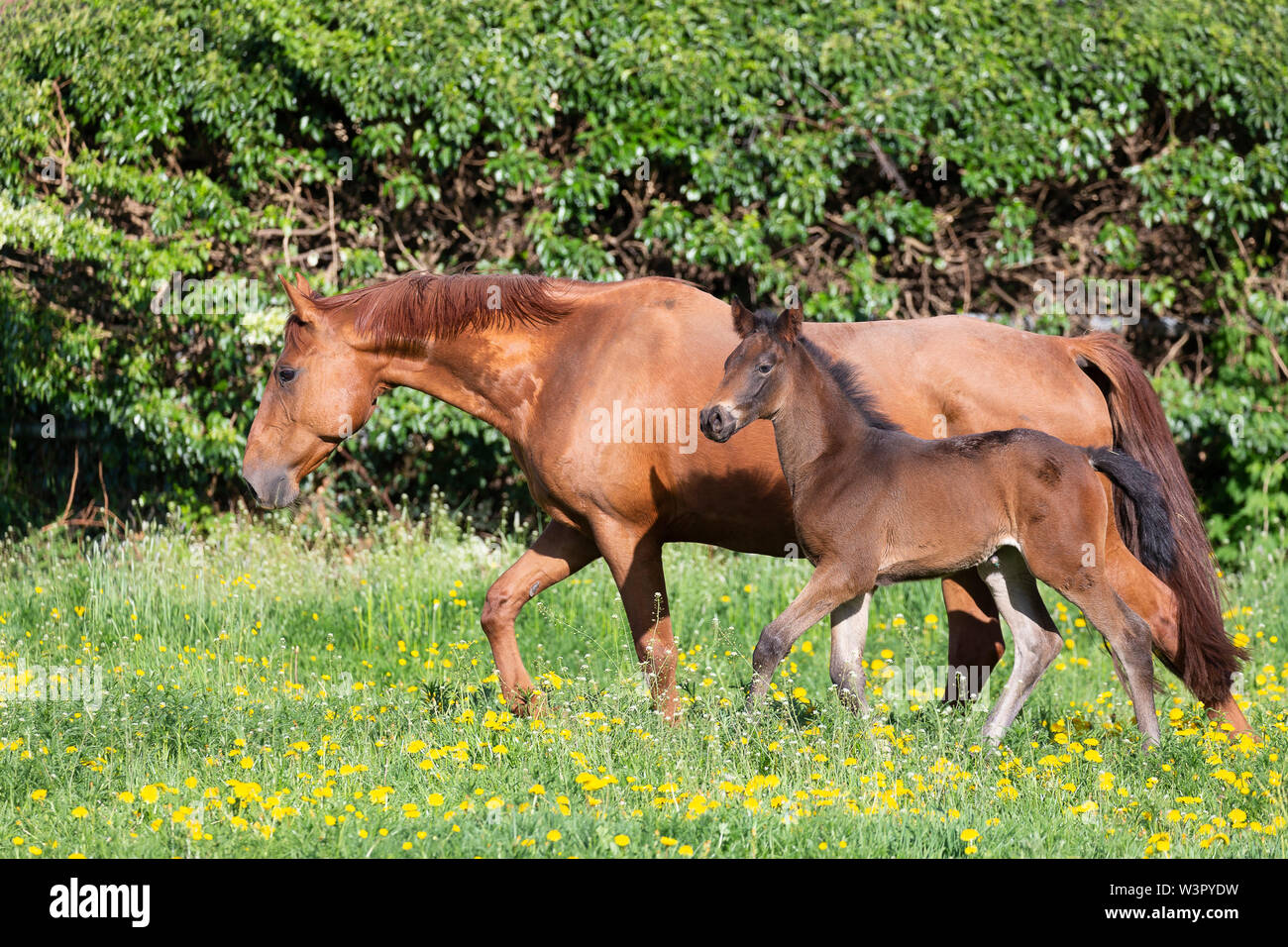 Trakehner. Chestnut mare with bay foal walking on a pasture. Germany Stock Photo