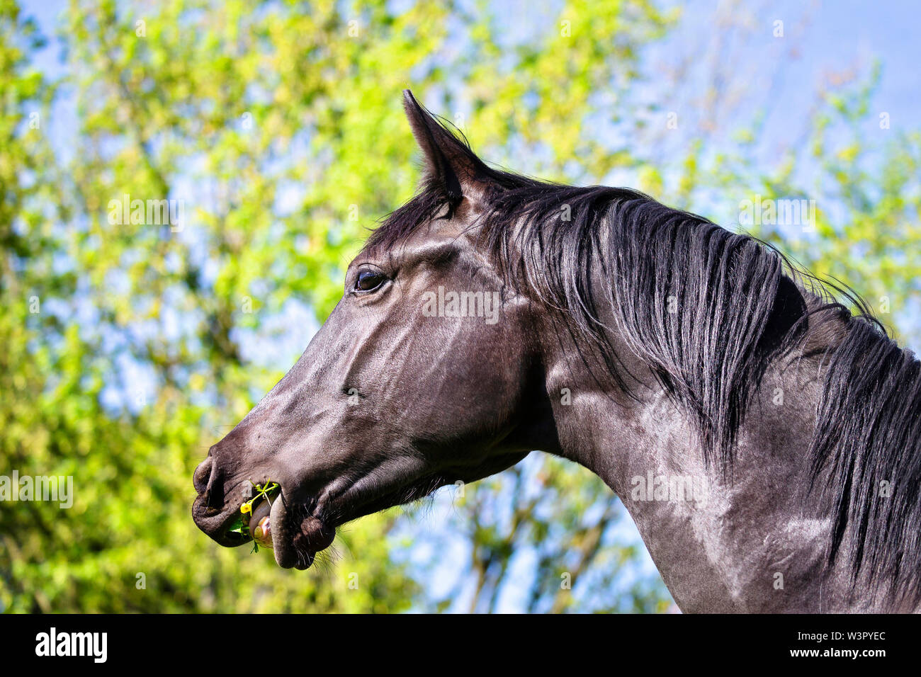 Trakehner. Portrait of black young stallion in a meadow, feeding. Germany Stock Photo