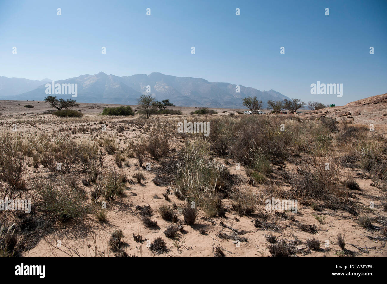 Desert plant survives in the harsh arid Namibian landscape. Skeleton Coast, Namibia Stock Photo
