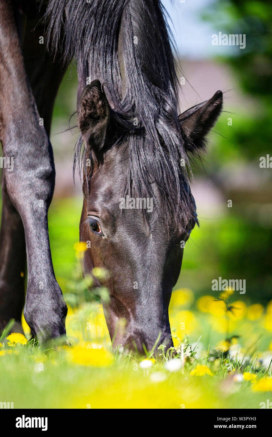 Trakehner. Portrait of black young stallion grazing in a meadow. Germany Stock Photo