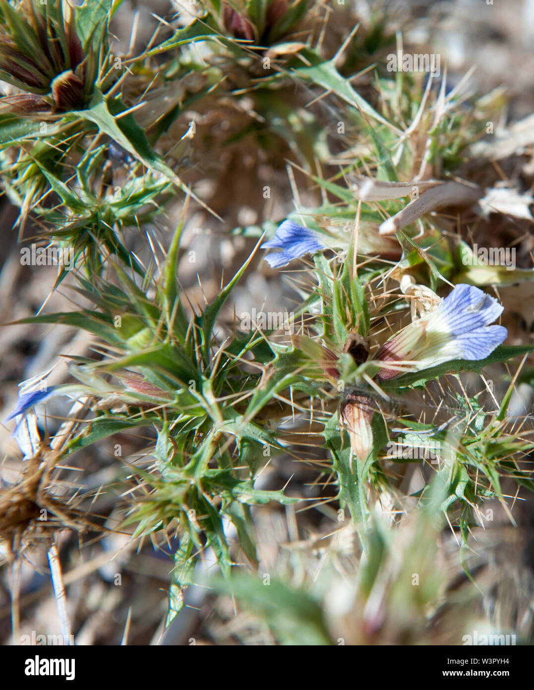 Flower blue desert plant Cape Cross, Namibia Stock Photo