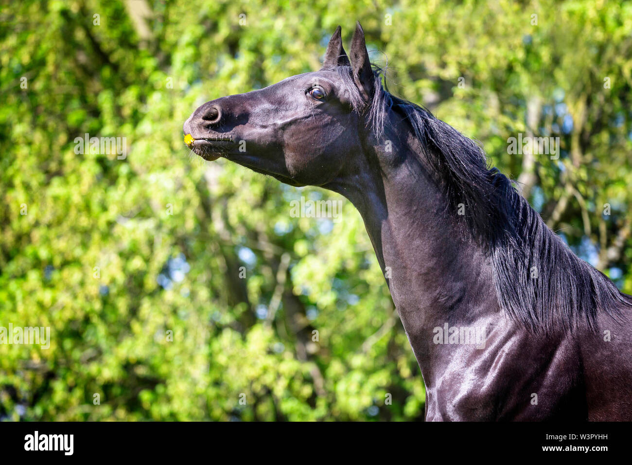 Trakehner. Portrait of black young stallion in a meadow. Germany Stock Photo