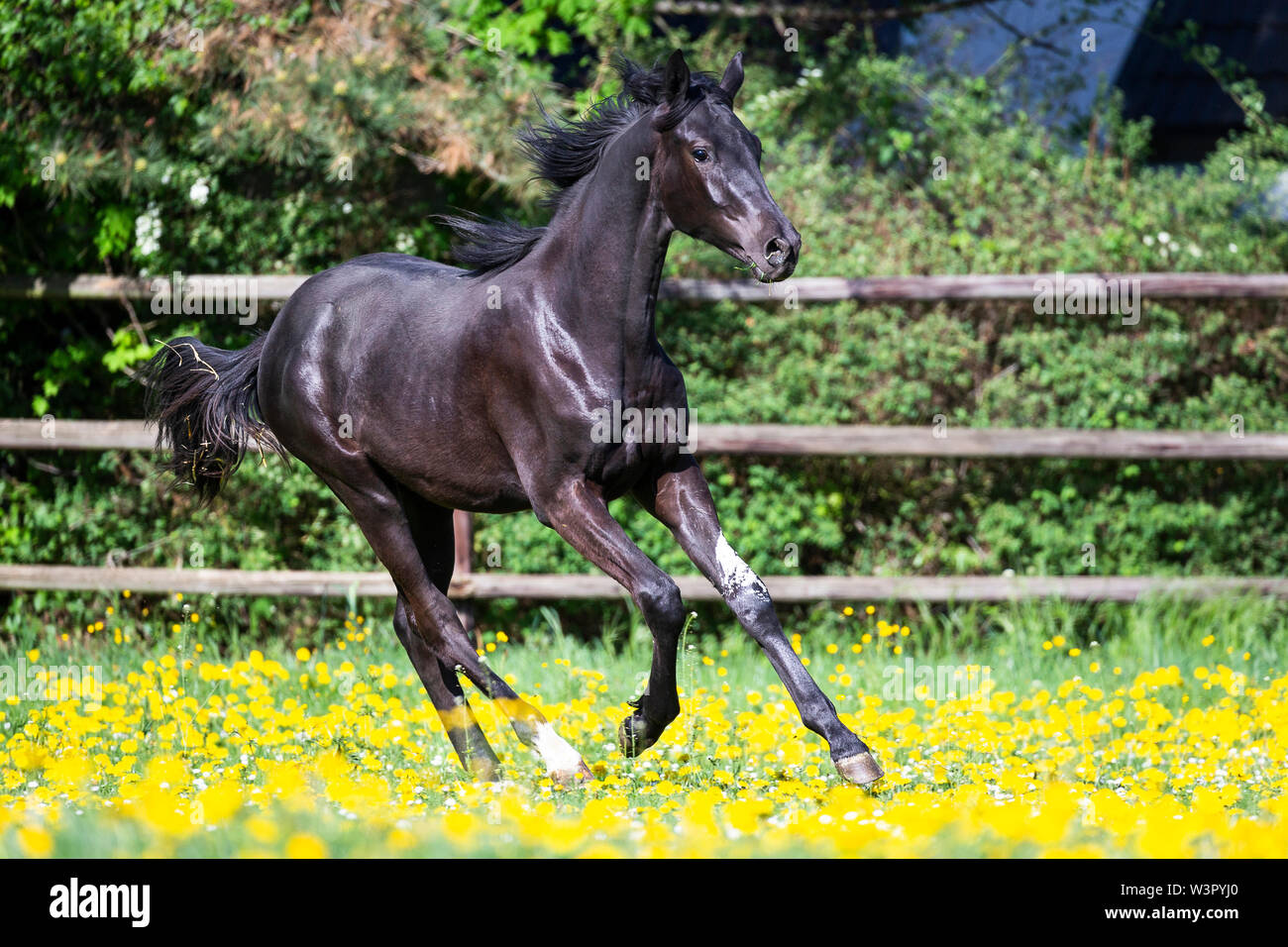 Trakehner. Black young stallion galloping in a meadow. Germany Stock Photo