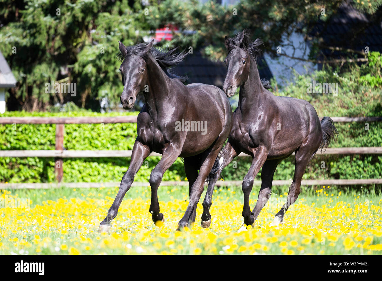 Trakehner. Pair of black young stallions galloping in a meadow. Germany Stock Photo