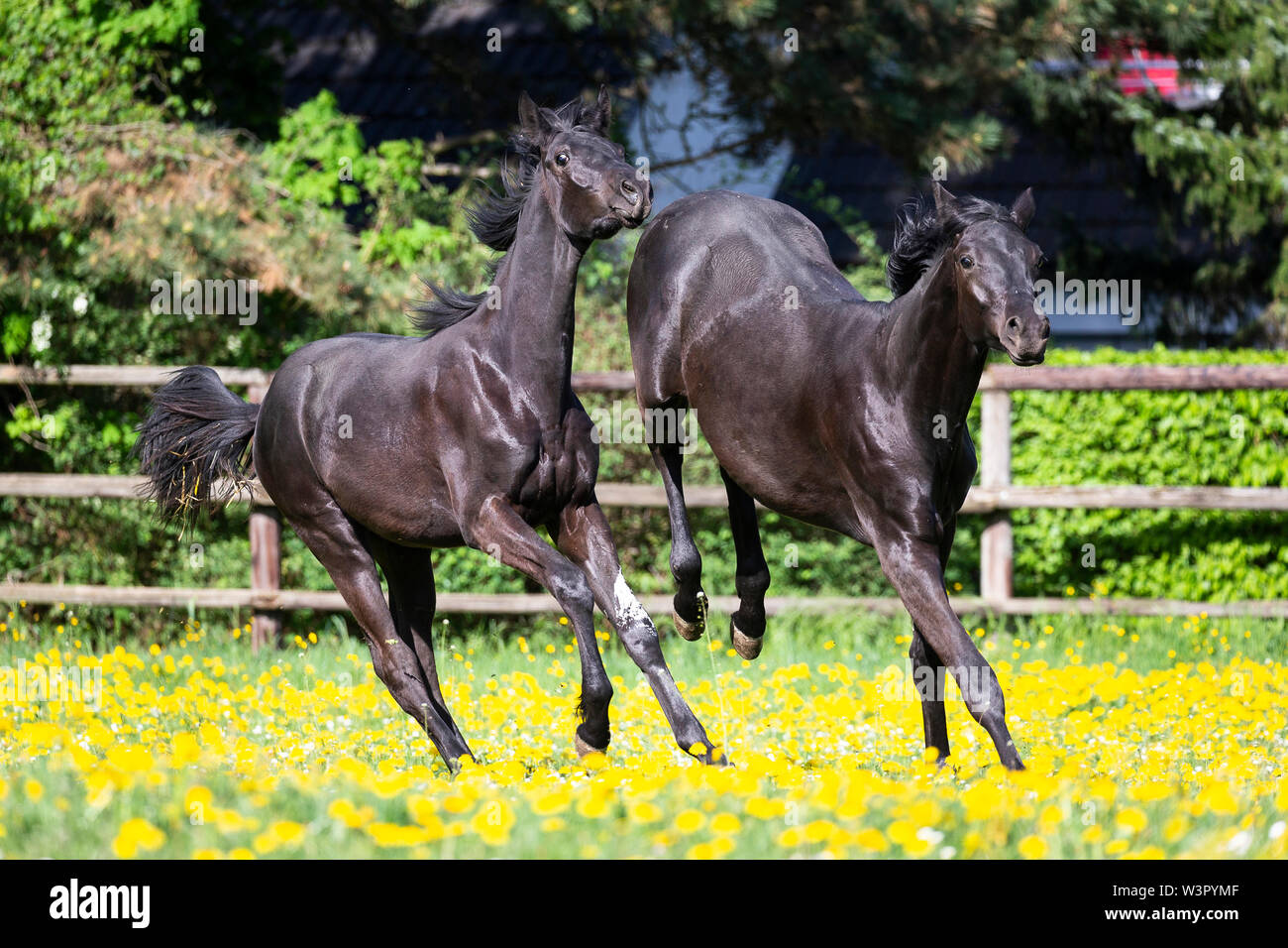 Trakehner. Pair of black young stallions playing in a meadow. Germany Stock Photo