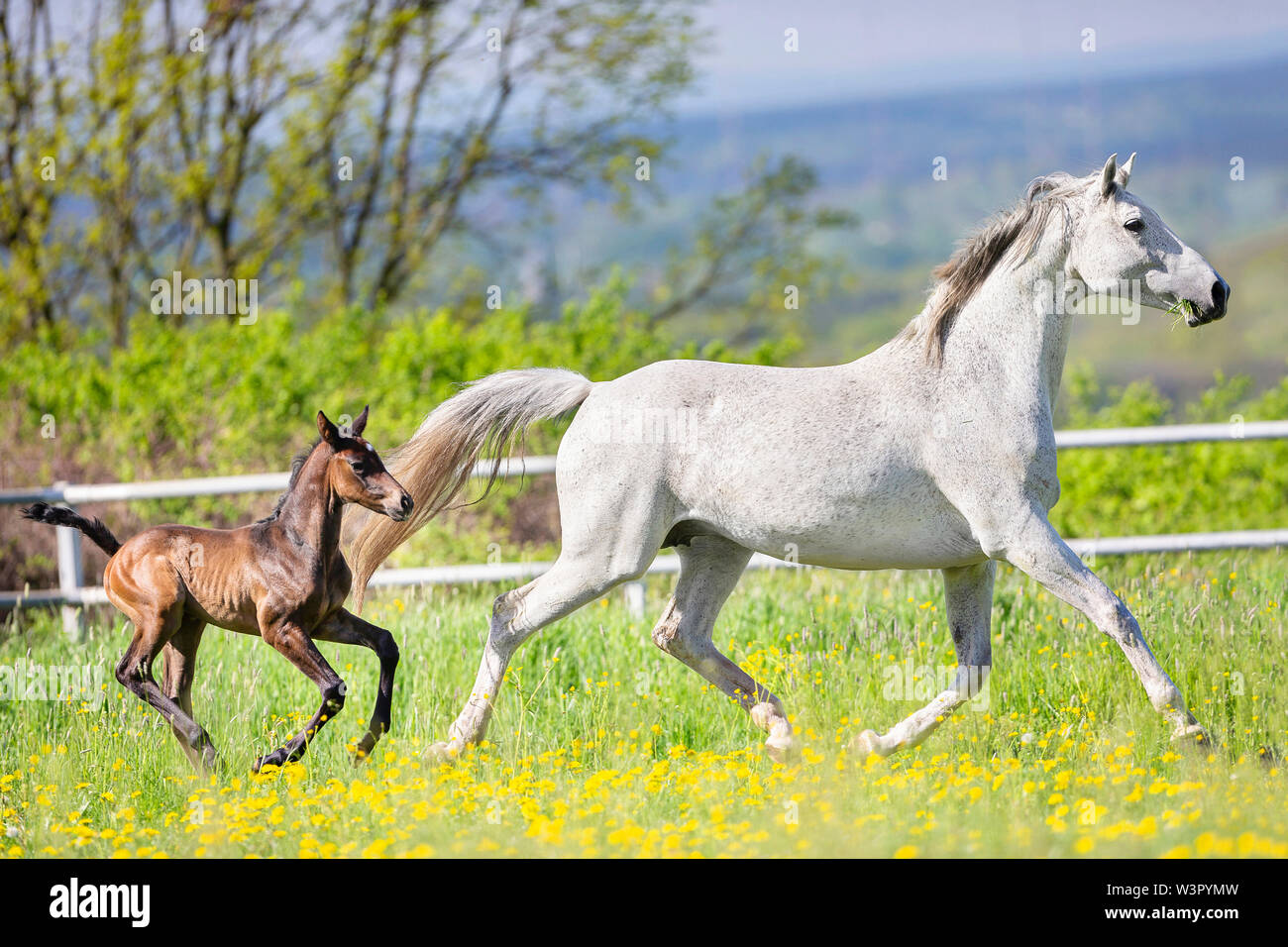 Trakehner. Gray mare with foal trotting on a pasture. Germany Stock Photo