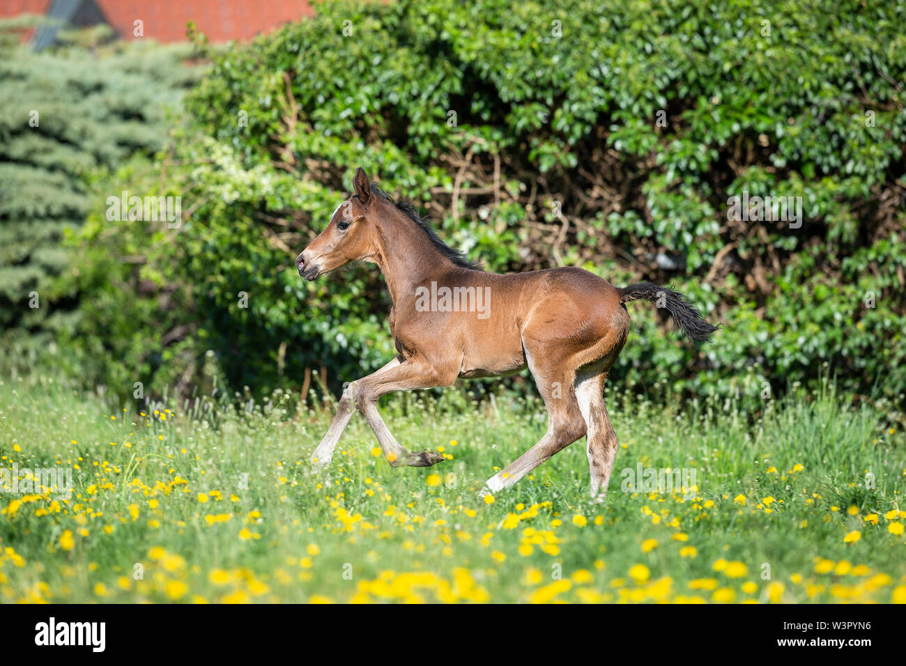 Trakehner. Bay foal galloping on a pasture. Germany Stock Photo