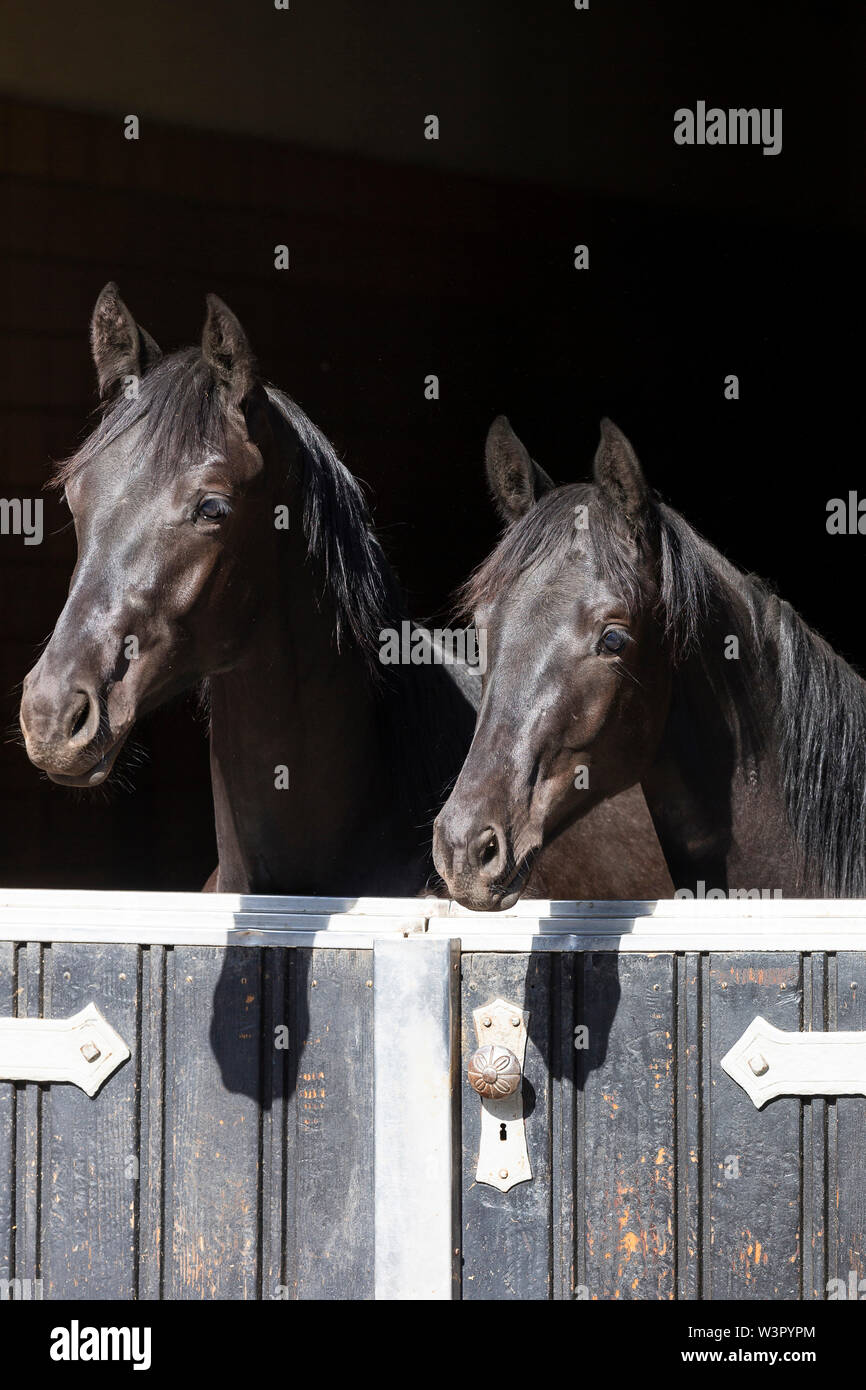 Trakehner. Pair of black young stallions looking out from a stable. Germany Stock Photo