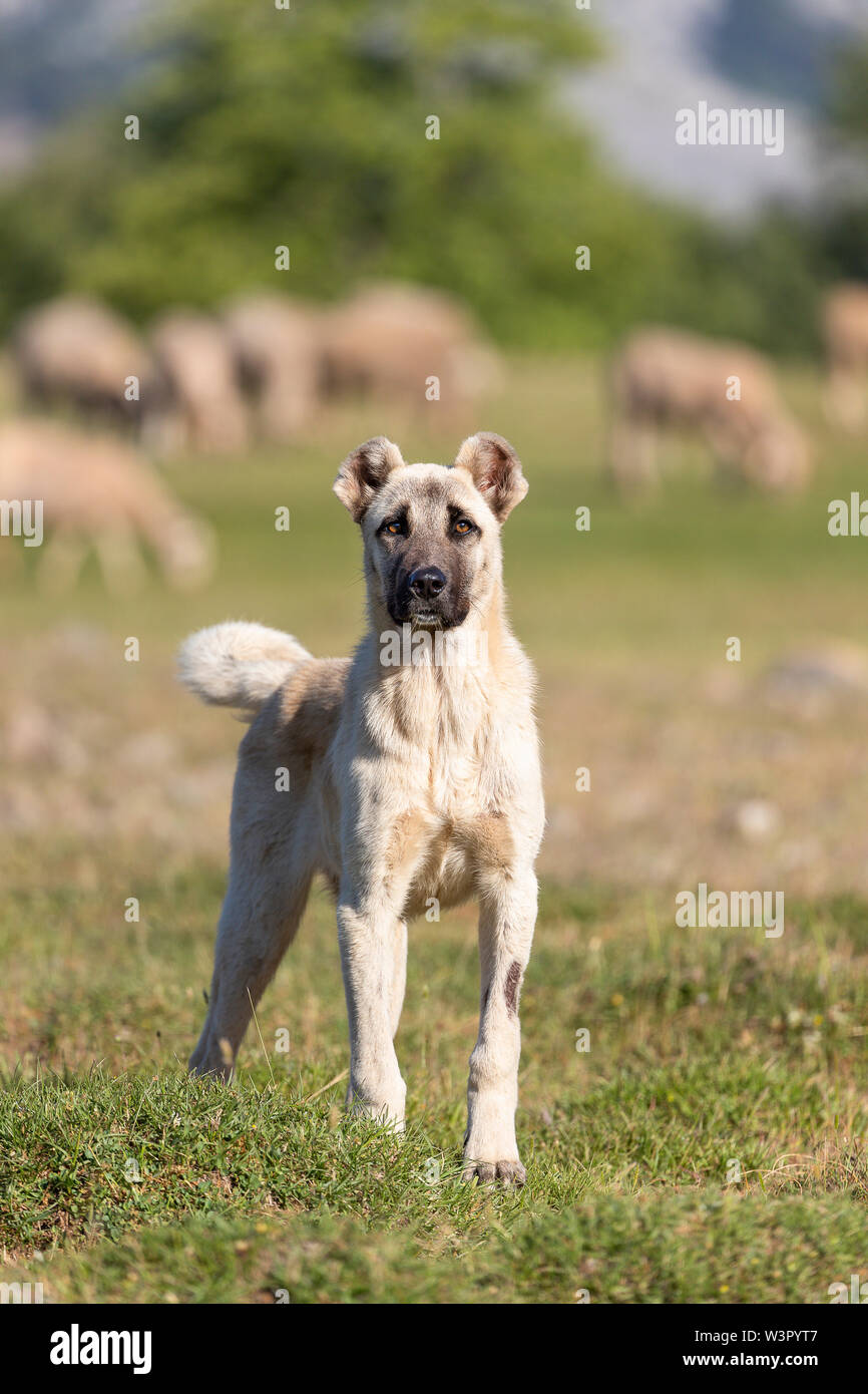 Anatolian Shepherd Dog, Kangal. Livestock guarding dog and sheeps. Turkey Stock Photo
