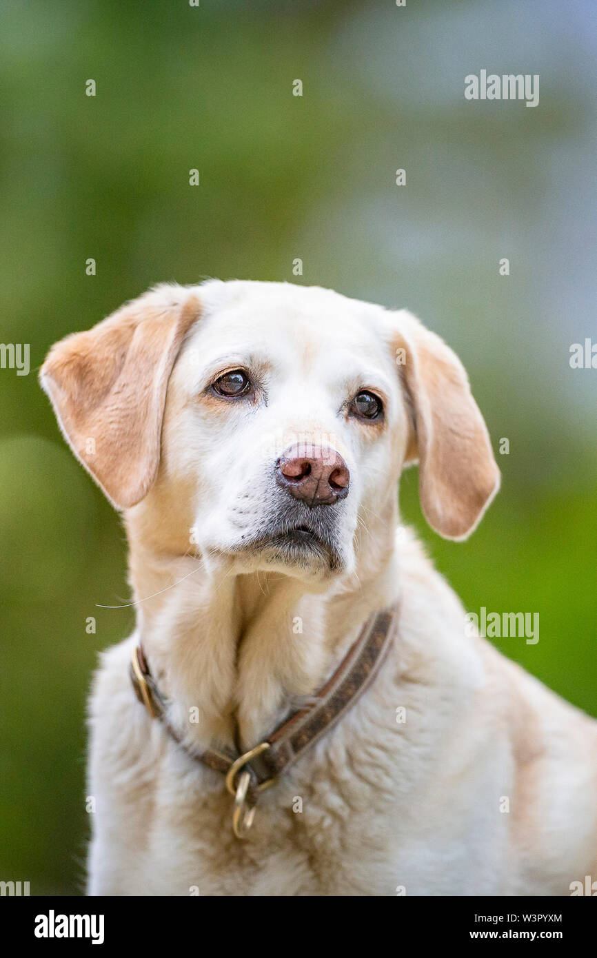 Labrador Retriever. Portrait of adult dog. Germany Stock Photo