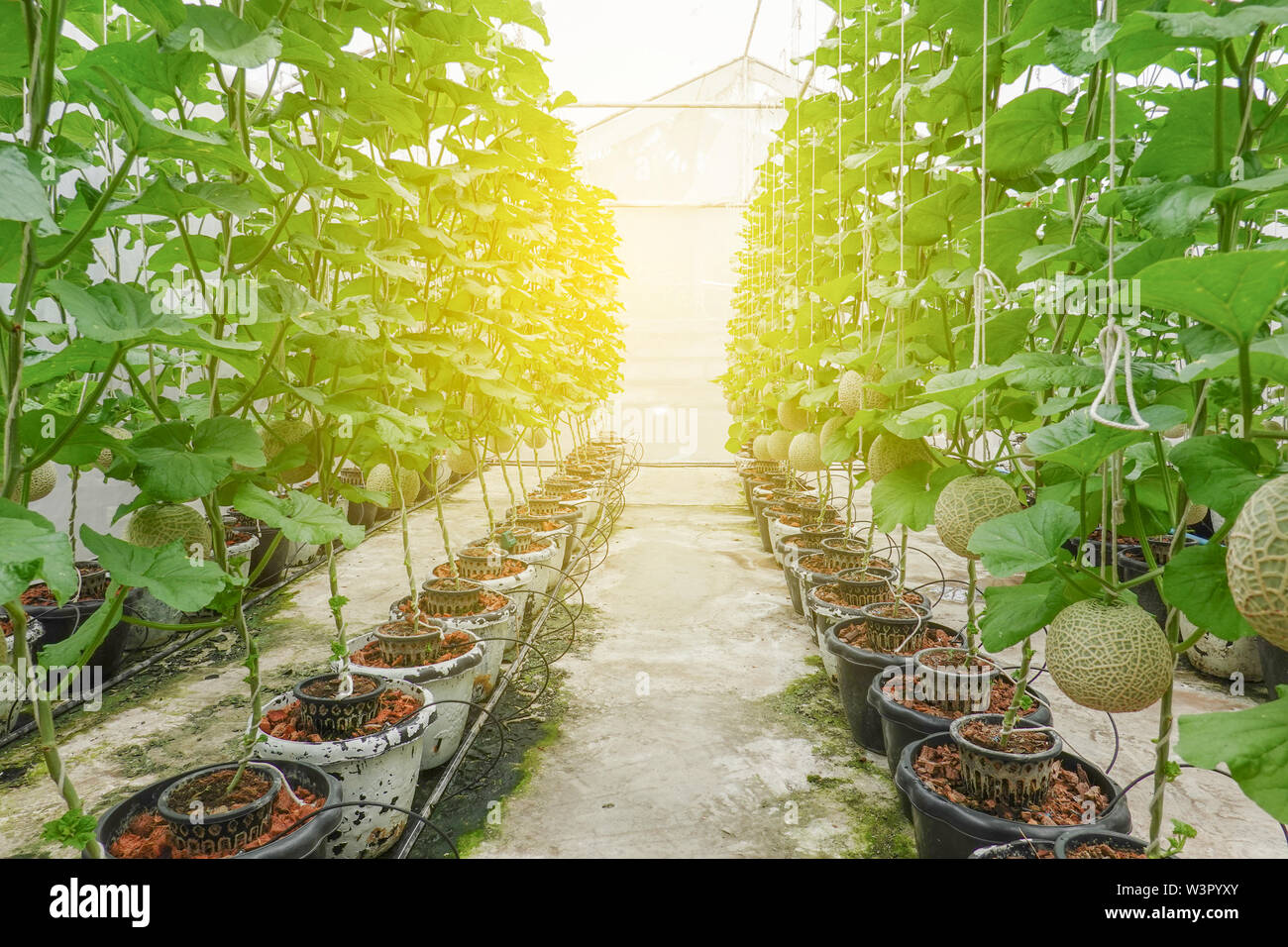 Melon or Cantaloupe fruits Japanese plant growing row in greenhouse