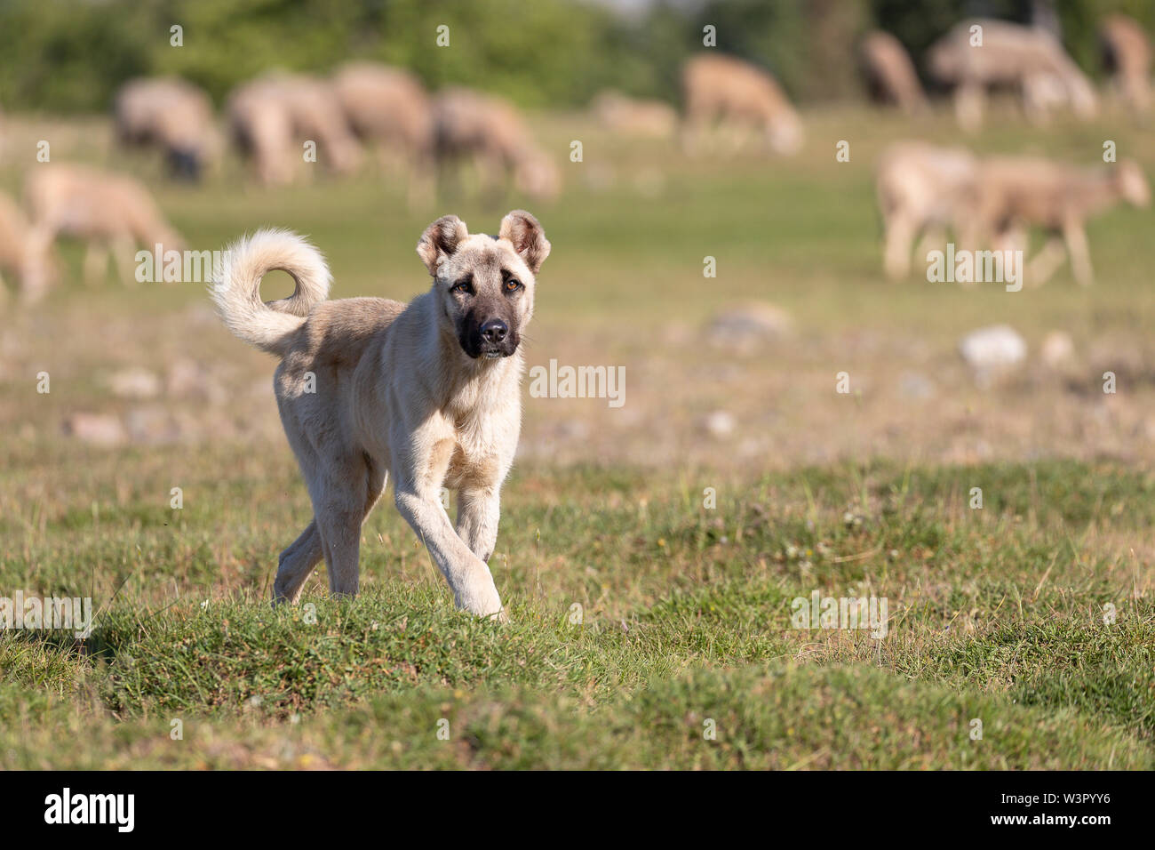 Anatolian Shepherd Dog, Kangal. Livestock guarding dog and sheeps. Turkey Stock Photo