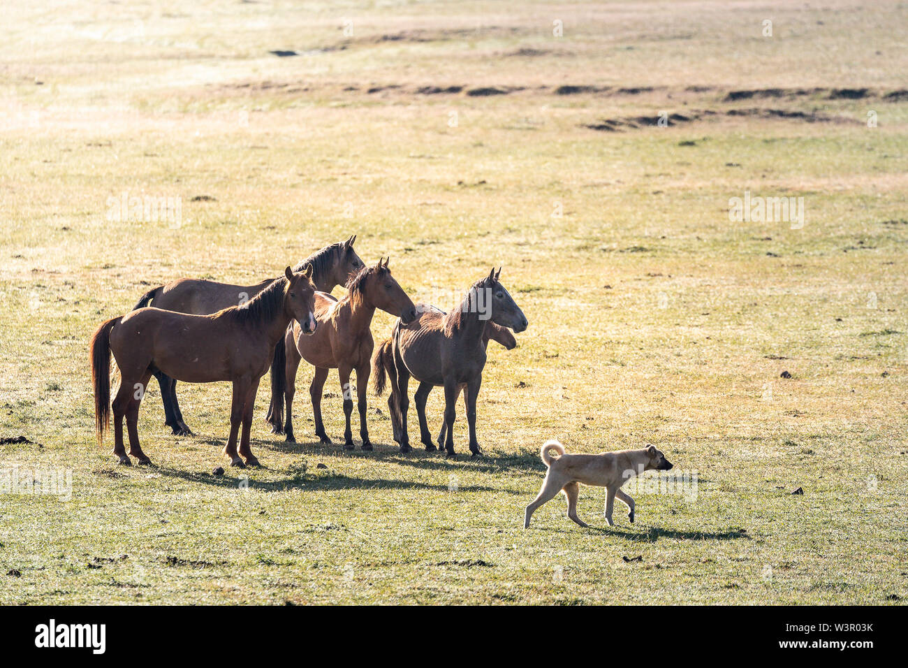 Anatolian Shepherd Dog, Kangal. Livestock guarding dog and feral horses. Turkey Stock Photo