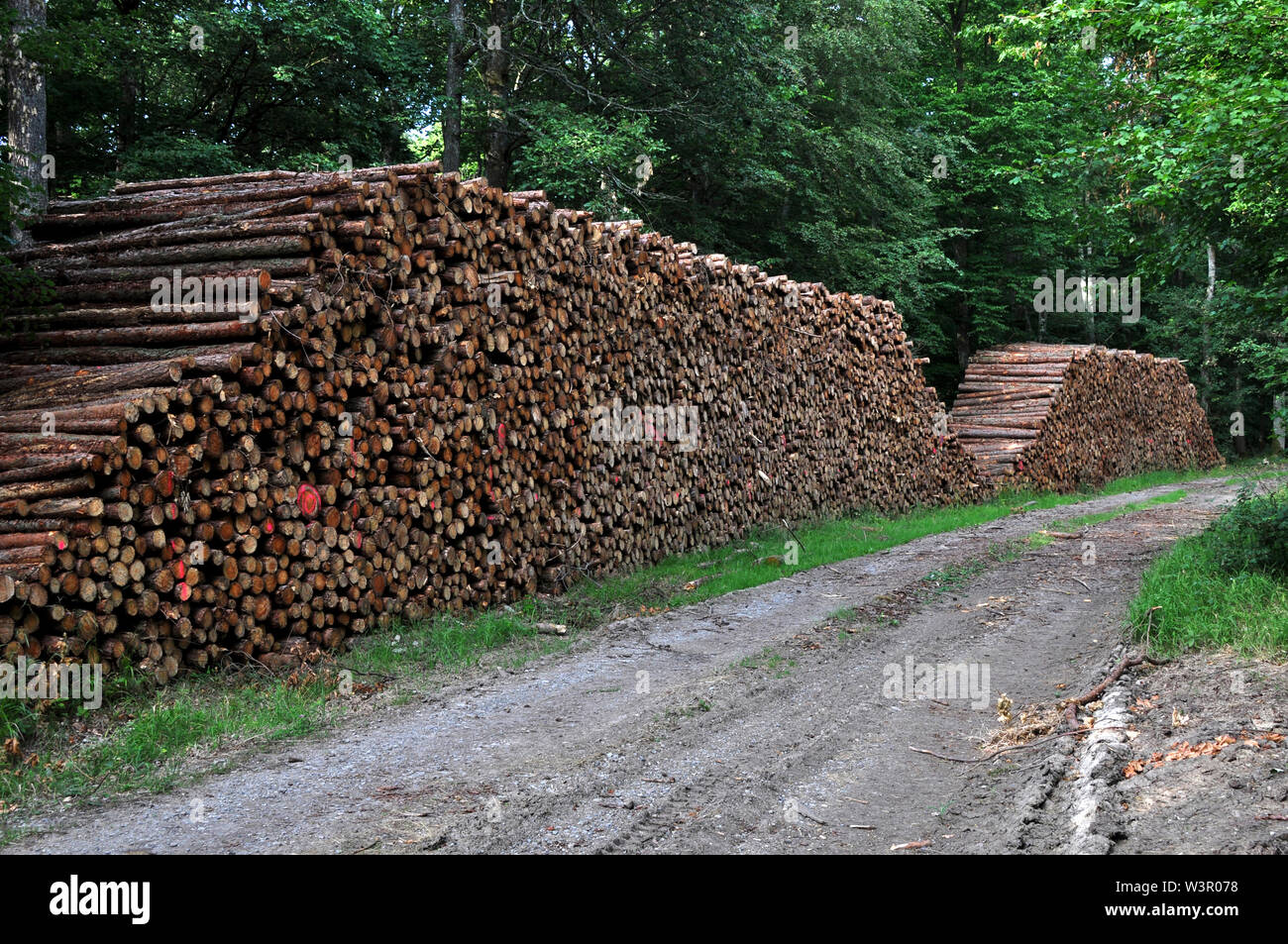 After logging the stems are stored ready for disposal at the edge of the forest. Germany Stock Photo