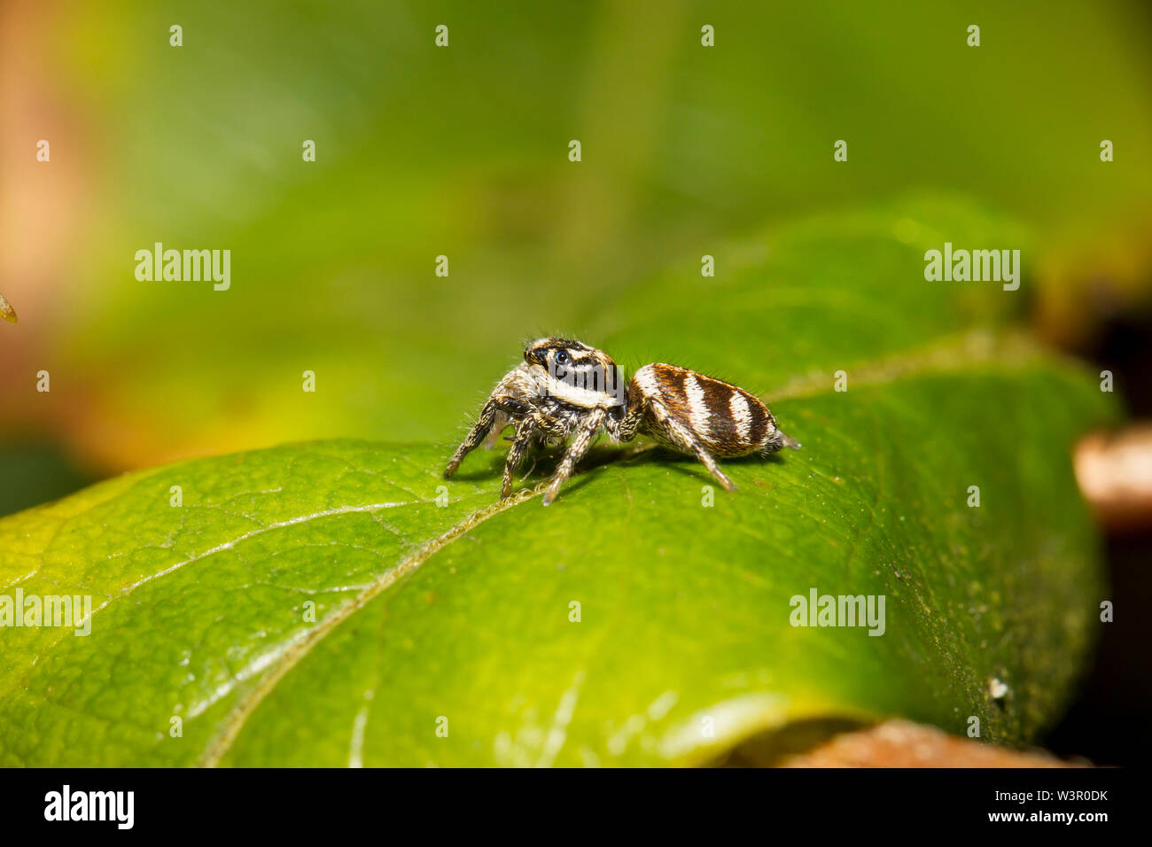 Zebra Jumper, Zebra Spider (Salticus scenicus) on a leaf. Germany Stock Photo