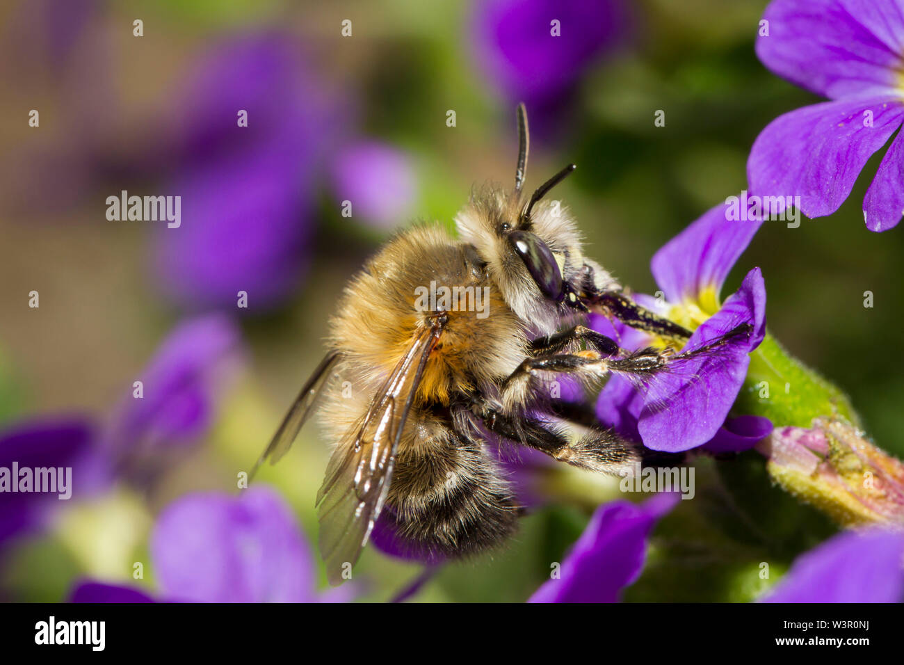 Hairy-footed Flower Bee (Anthophora plumipes). Male on an Aubrieta flower (Aubrieta x cultorum). Stock Photo