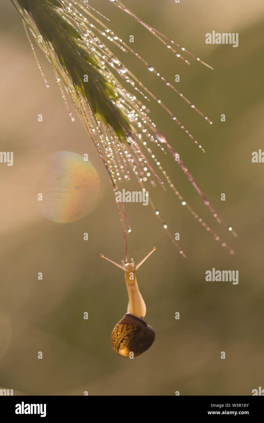 Snail (Helix engaddensis) clings to a wheat stem Photographed in Israel