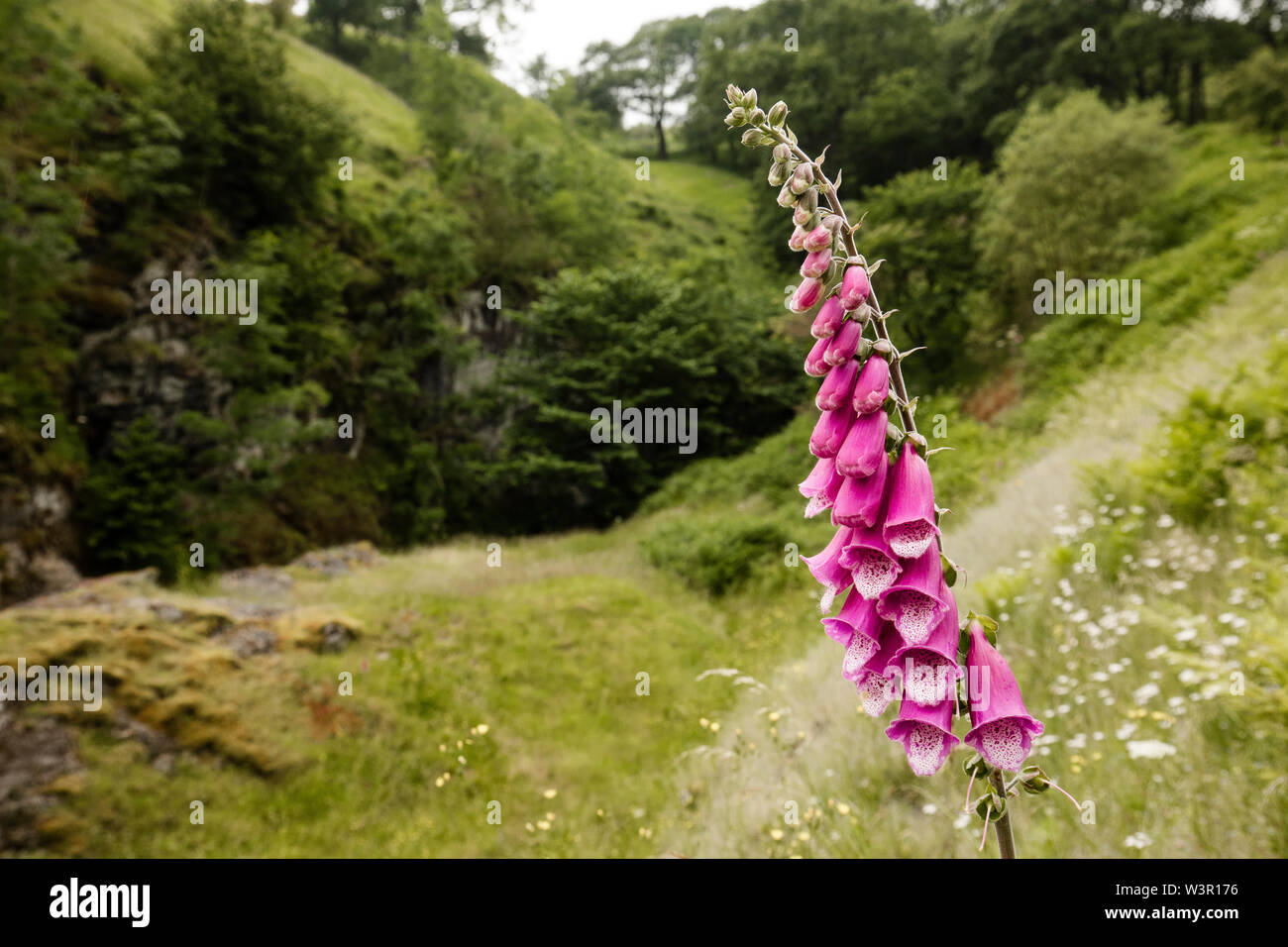 Digitalis pupurea hi-res stock photography and images - Alamy
