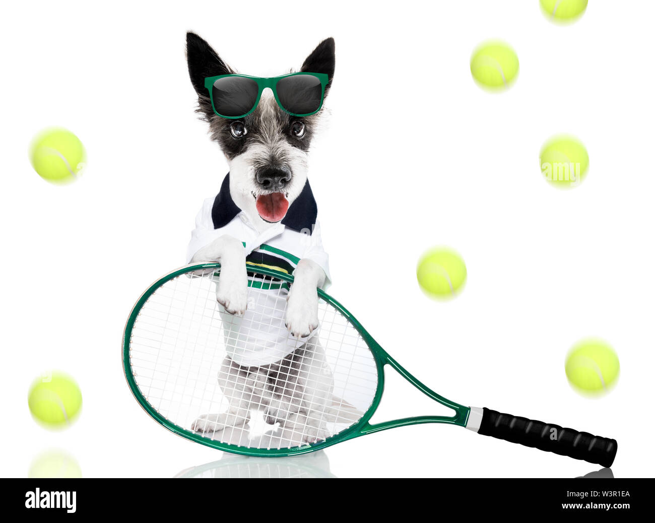 poodle dog with owner as tennis player with ball and racket or racquet