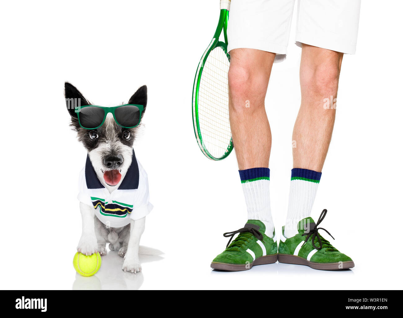 poodle dog with owner as tennis player with ball and racket or racquet