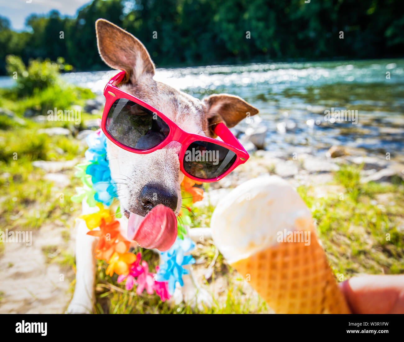 Jack Russell Dog On Summer Vacation Holidays In The City And The Beach And River Eating And Licking Vanilla Ice Cream In Cone Waffle Just Deli Stock Photo Alamy