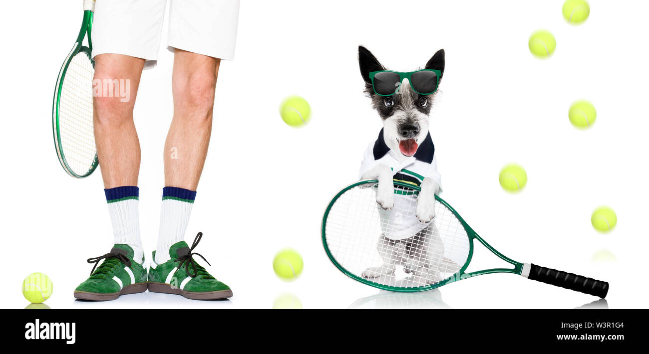 poodle dog with owner as tennis player with ball and racket or racquet