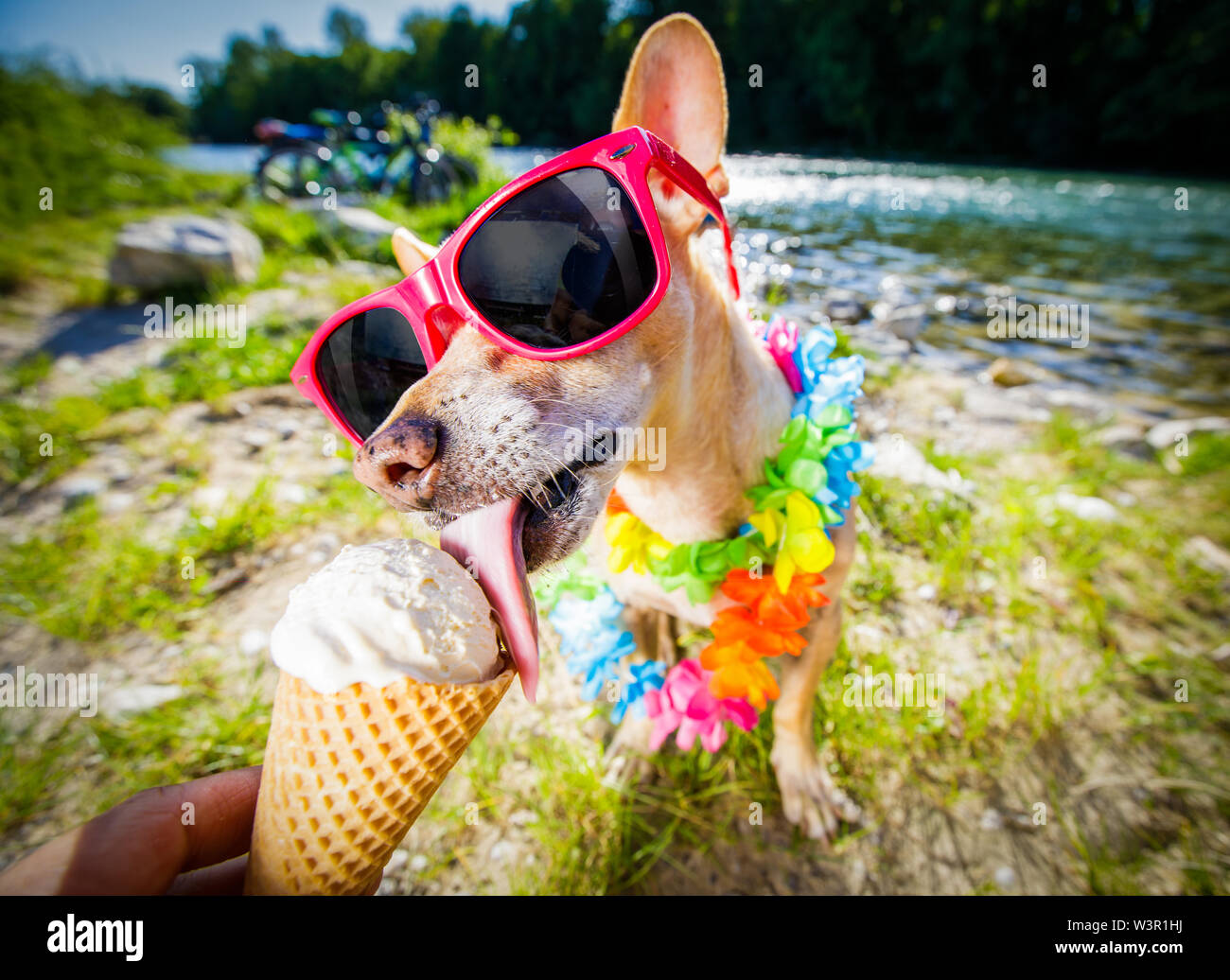 Can You Give Vanilla Ice Cream To Dogs
