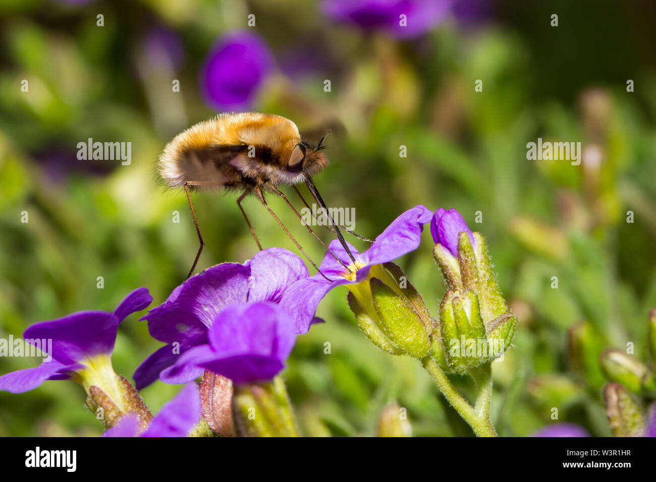 Large Bee-fly (Bombylius major) in flight, drinking nectar from an Aubrieta flower (Aubrieta x cultorum). Stock Photo