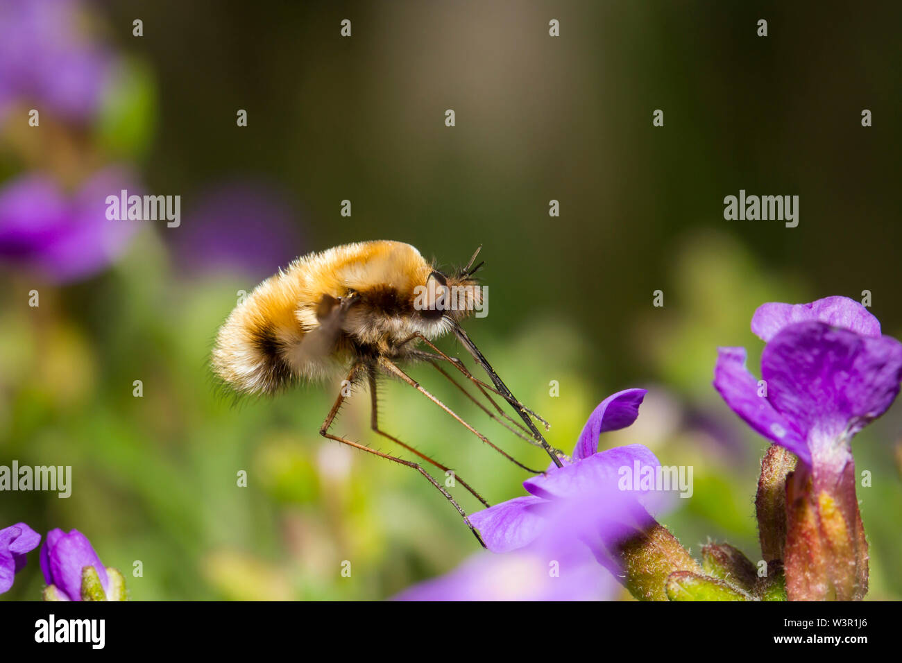 Large Bee-fly (Bombylius major) in flight, drinking nectar form an Aubrieta flower (Aubrieta x cultorum). Stock Photo