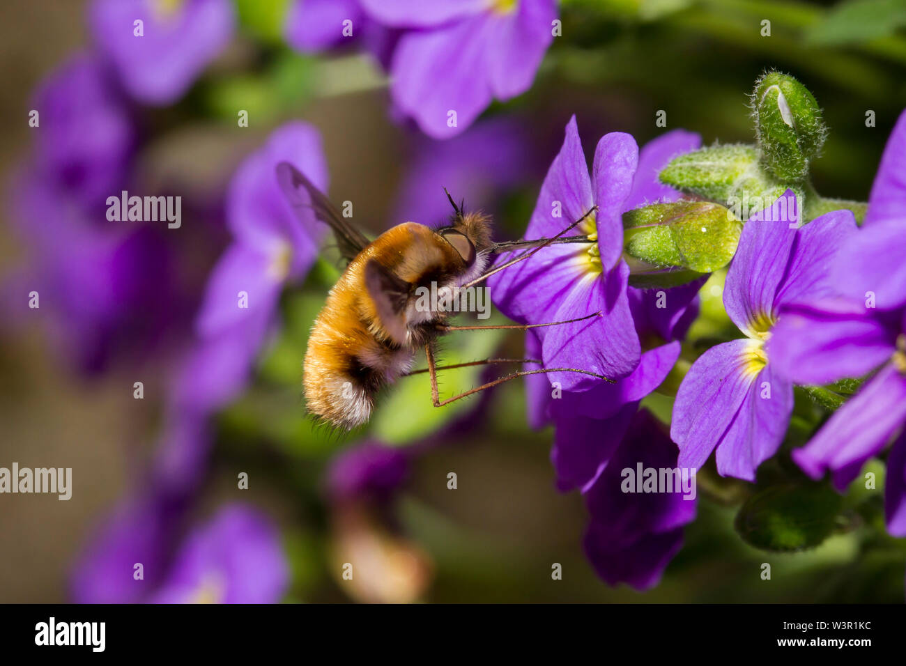 Large Bee-fly (Bombylius major) in flight, drinking nectar from an Aubrieta flower (Aubrieta x cultorum). Stock Photo