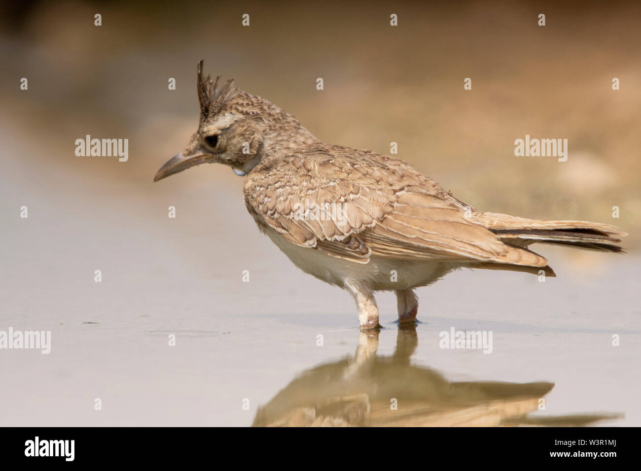 Crested Lark (Galerida cristata) near water, Crested larks breed across most of temperate Eurasia from Portugal to north-east China and eastern India Stock Photo