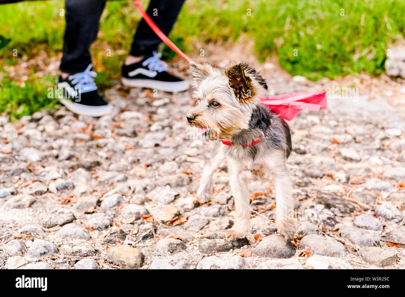 red leash dog walking
