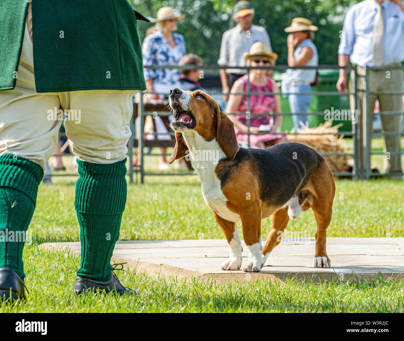 Festival of Hunting, Peterborough, UK. 17th July 2019. The annual Festival of Hunting is a one-day event boasting the greatest gathering of hounds in the country.  Harriers, Beagles, Basset Hounds, Draghounds and Bloodhounds will be competing along with displays of fell hounds, coursing dogs, and the popular Sealey Terriers.  Credit: Matt Limb OBE/Alamy Live News Stock Photo