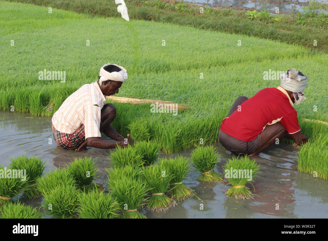 Working in rice field hi-res stock photography and images - Alamy