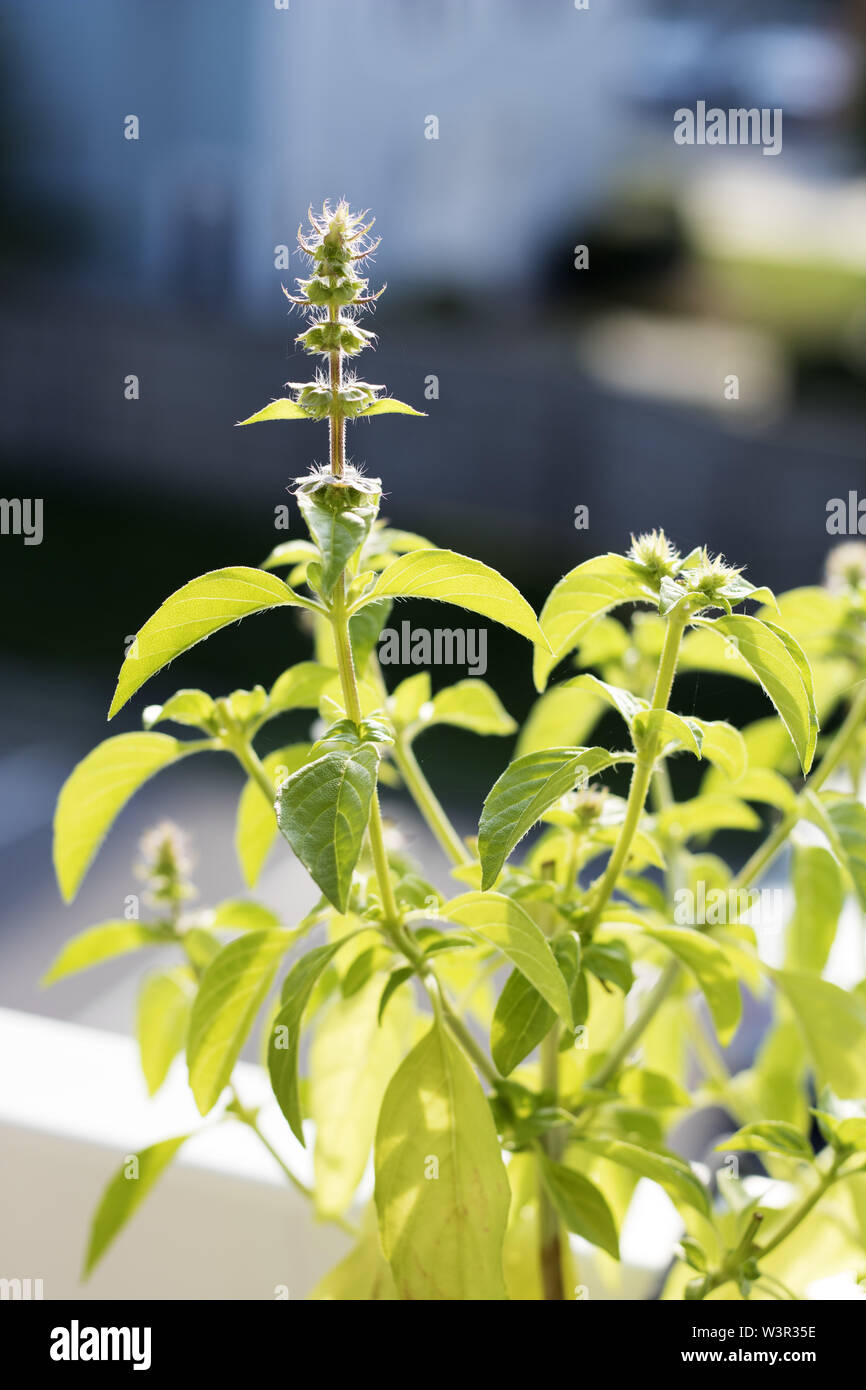 Flowering Basil Plant Stock Photo Alamy