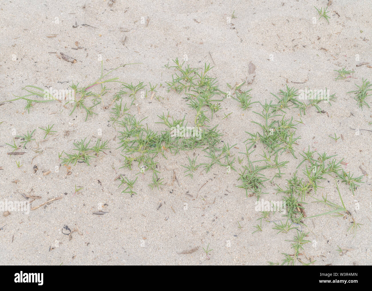 Mid-summer foliage /  leaves of Prickly Saltwort / Salsola kali on a sandy beach. Once used as a source of soda in glass-making. Stock Photo