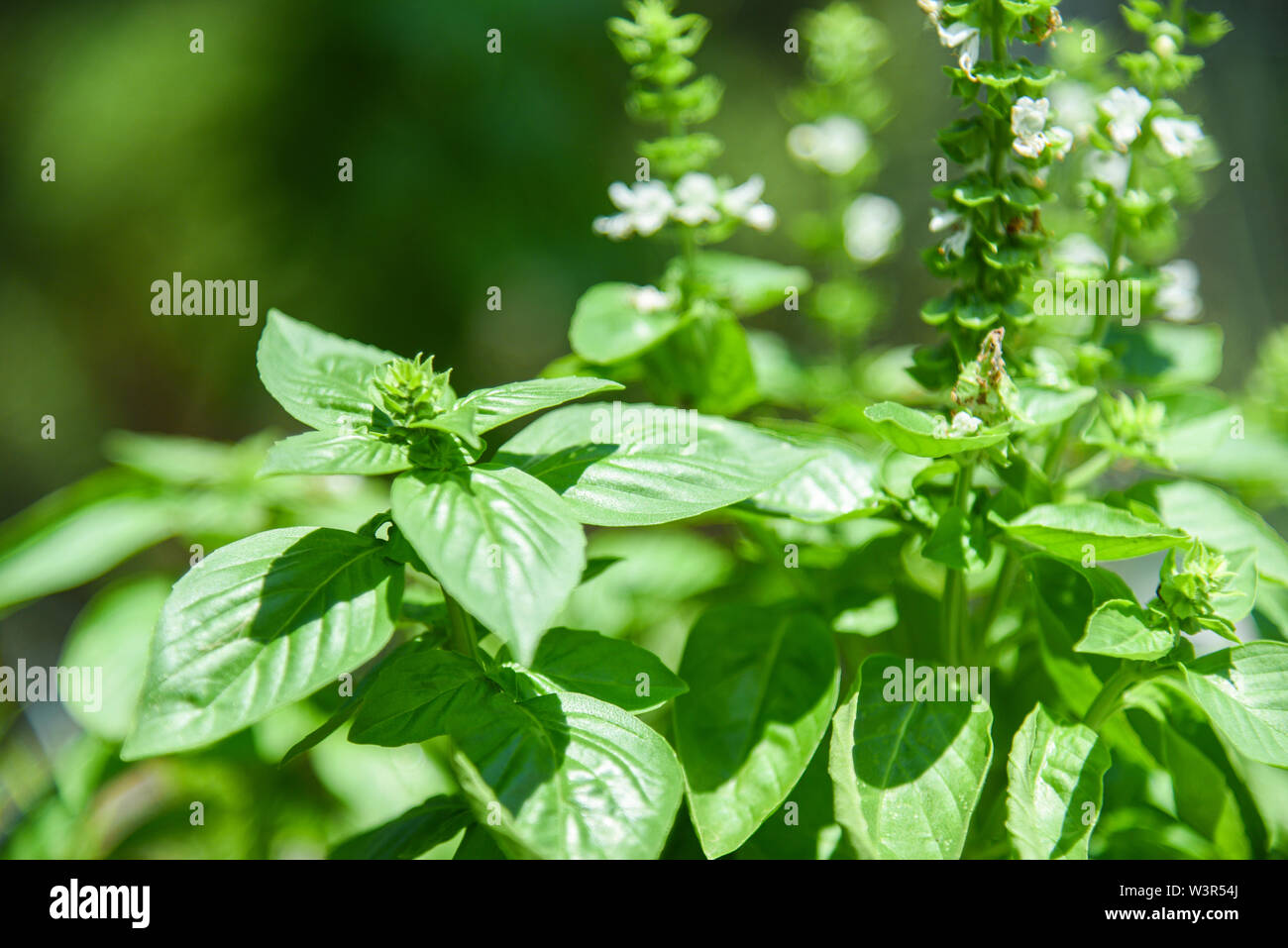 Green basil leaf plant tree and basil flower on nature background