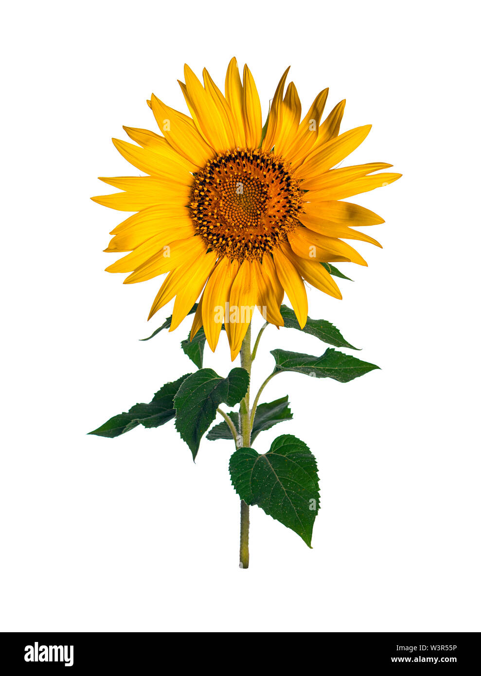 Sunflower isolated on white background Stock Photo - Alamy