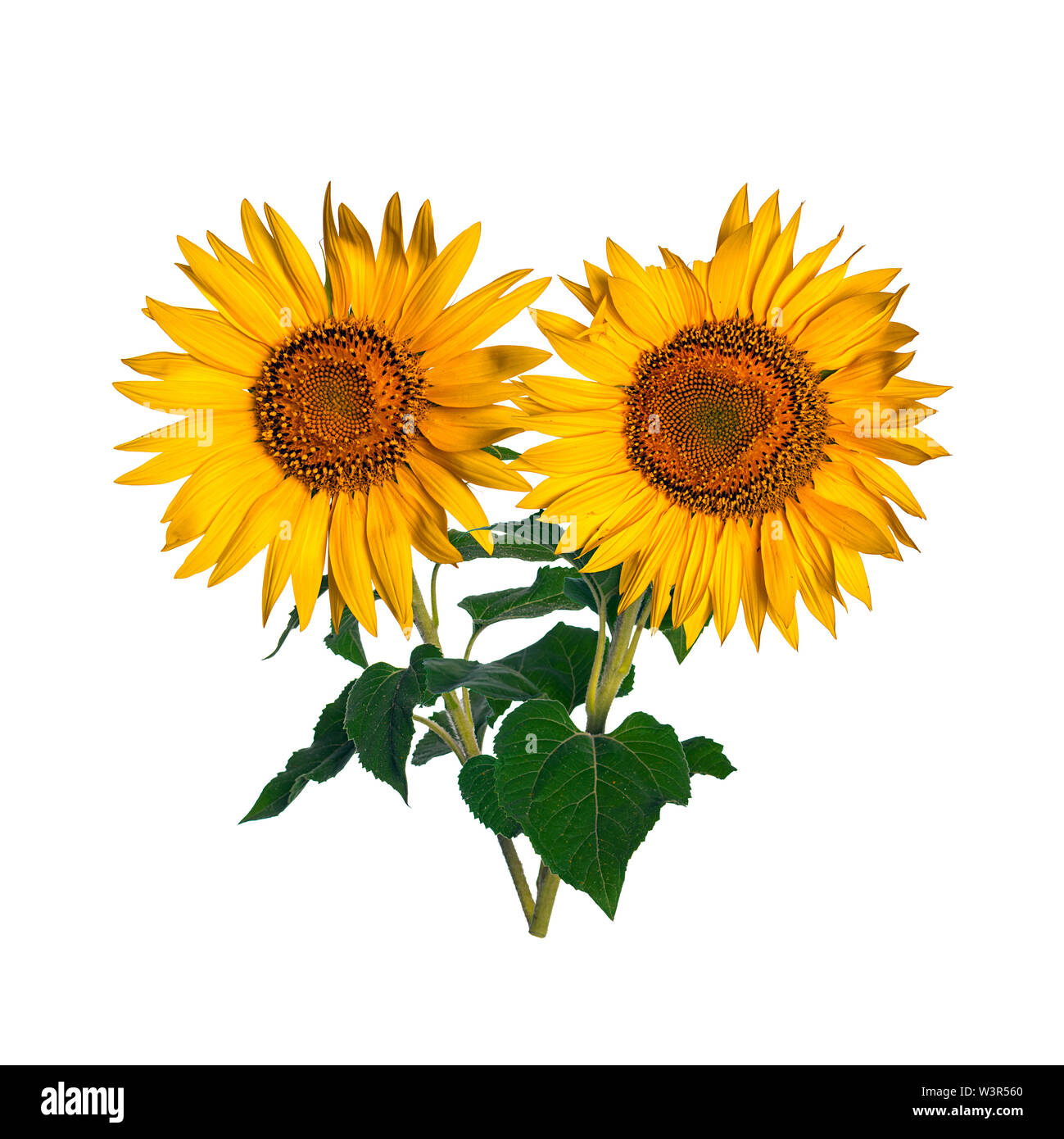 Sunflower isolated on white background Stock Photo - Alamy