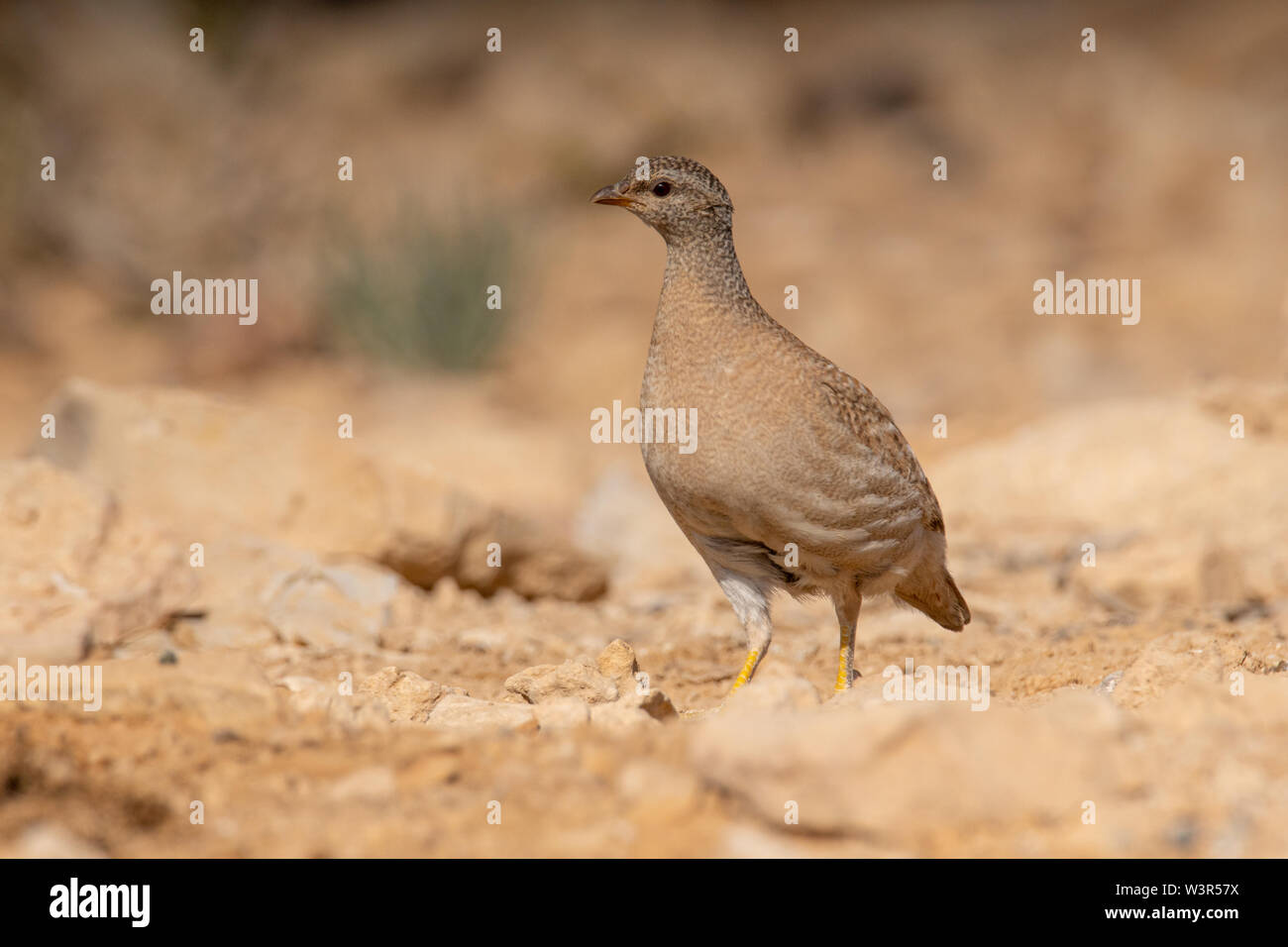 sand partridge (Ammoperdix heyi) is a gamebird in the pheasant family Phasianidae of the order Galliformes, gallinaceous birds. Photographed in Israel Stock Photo
