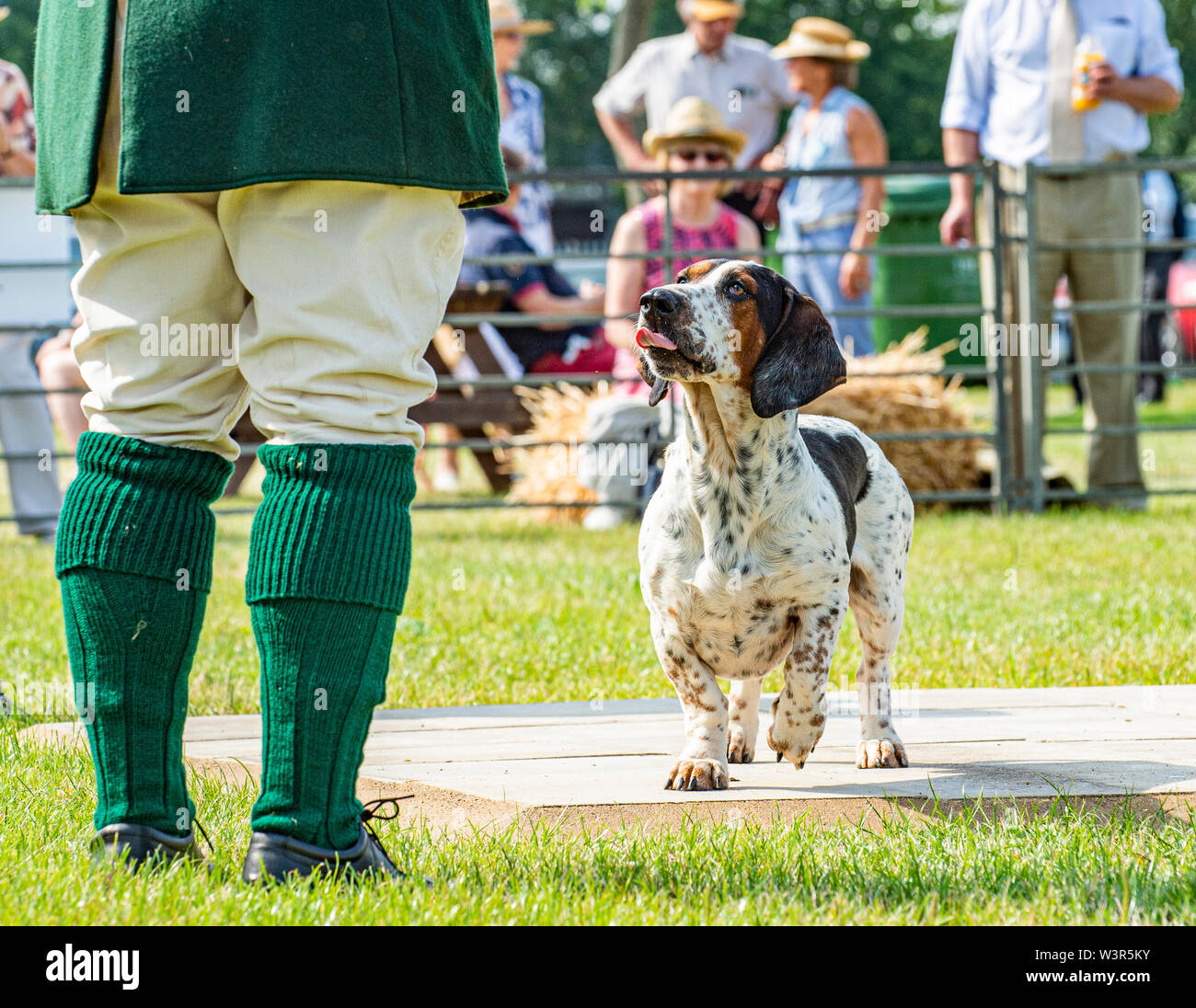 The annual Festival of Hunting is a one-day event boasting the greatest gathering of hounds in the country. Harriers, Beagles, Basset Hounds, Draghounds and Bloodhounds will be competing along with displays of fell hounds, coursing dogs, and the popular Sealey Terriers. Credit: Matt Limb OBE/Alamy Live News Stock Photo