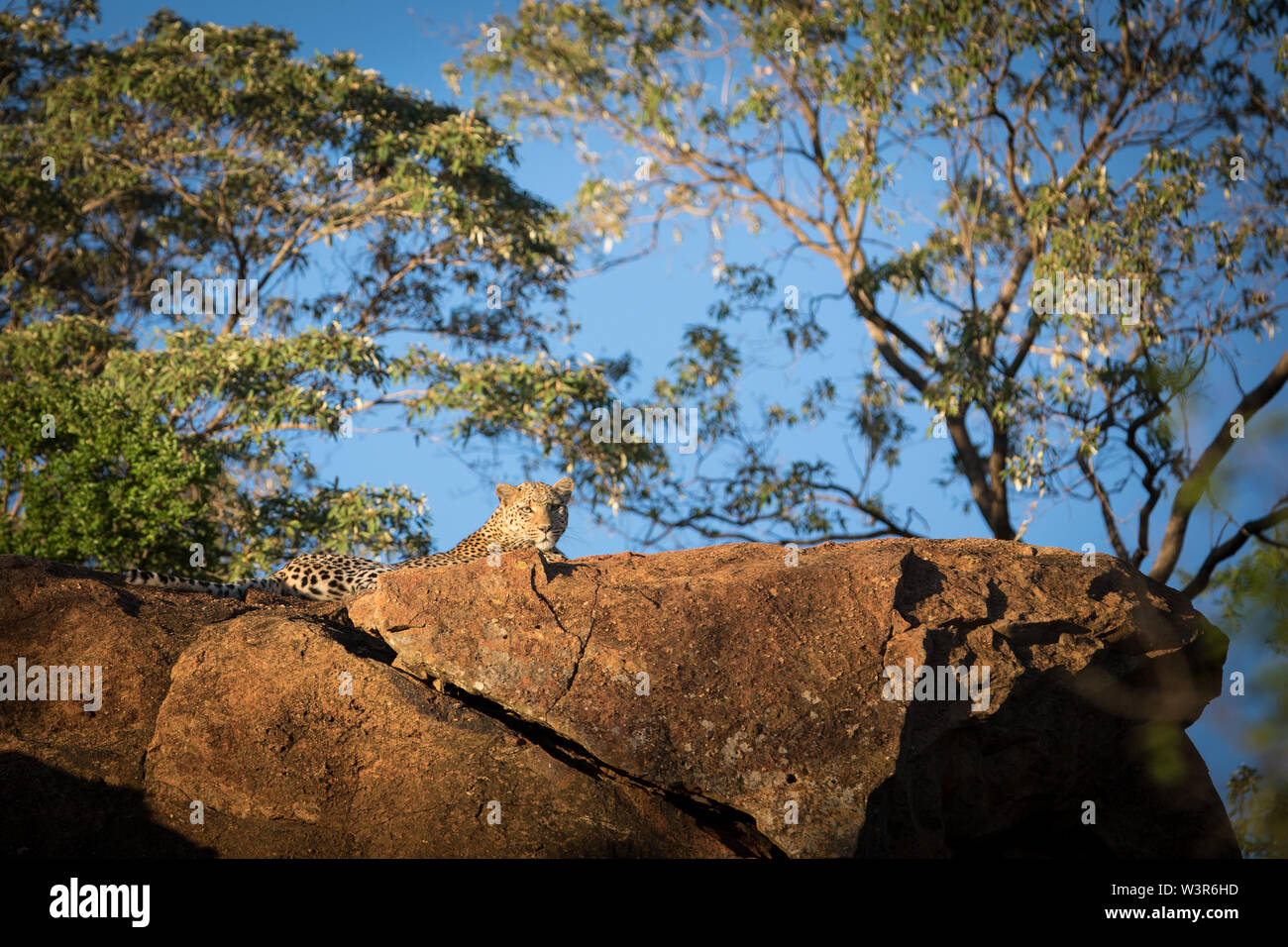 A leopard, Panthera pardus, basks in the morning sun on a large rock in Madikwe Game Reserve, North West, South Africa. Stock Photo