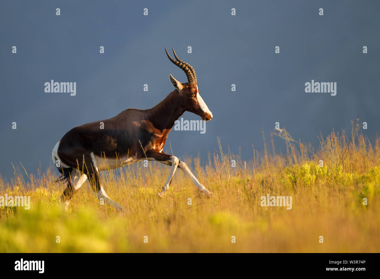 Bontebok National Park, Western Cape, South Africa was declared to