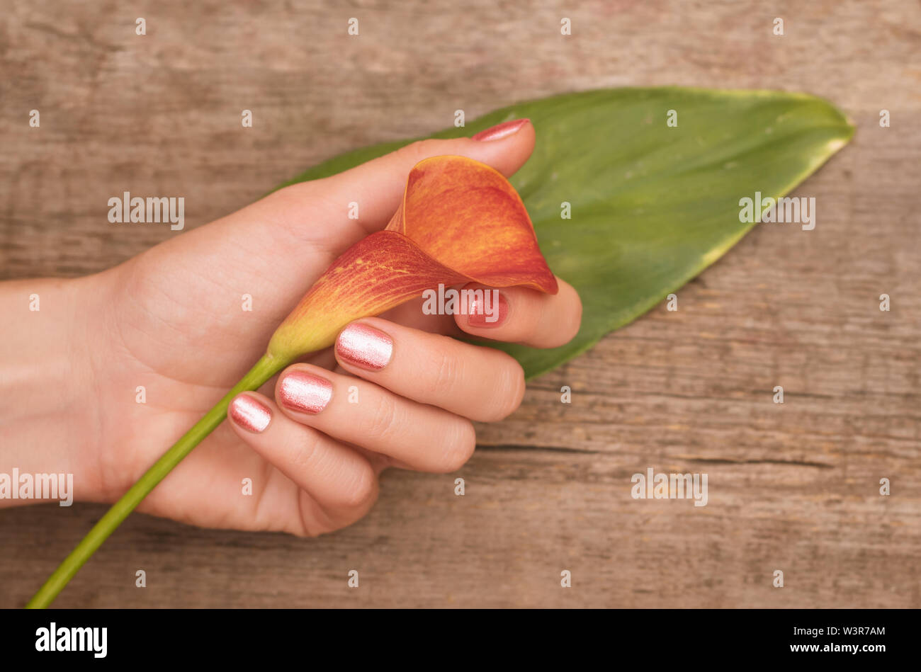 Beautiful female hands with pink nail design holding calla lily Stock Photo