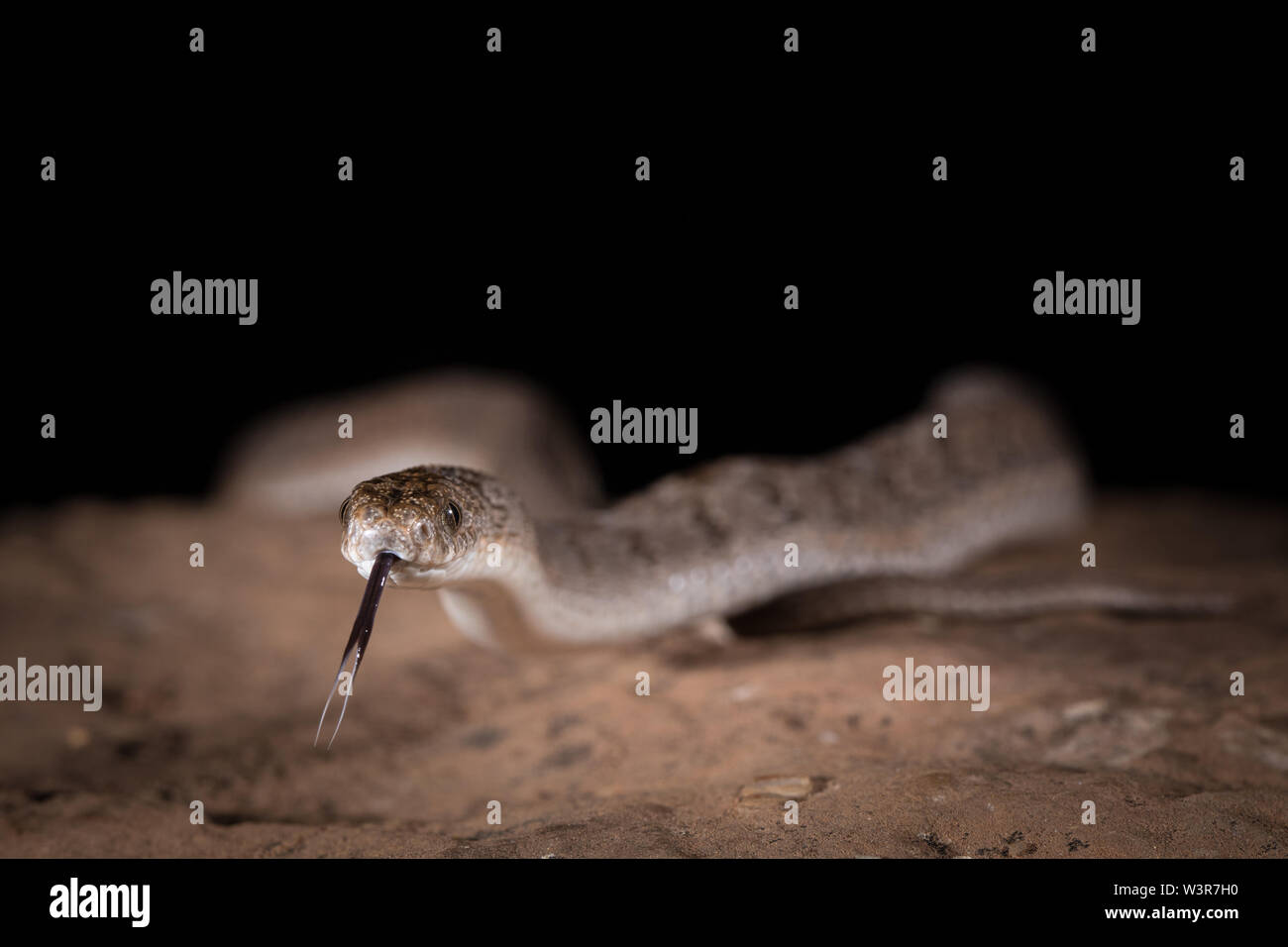 Common egg-eaters or rhombic egg-eaters, Dasypeltis scabra, in Madikwe Game Reserve, North West Province, South Africa are common. Stock Photo