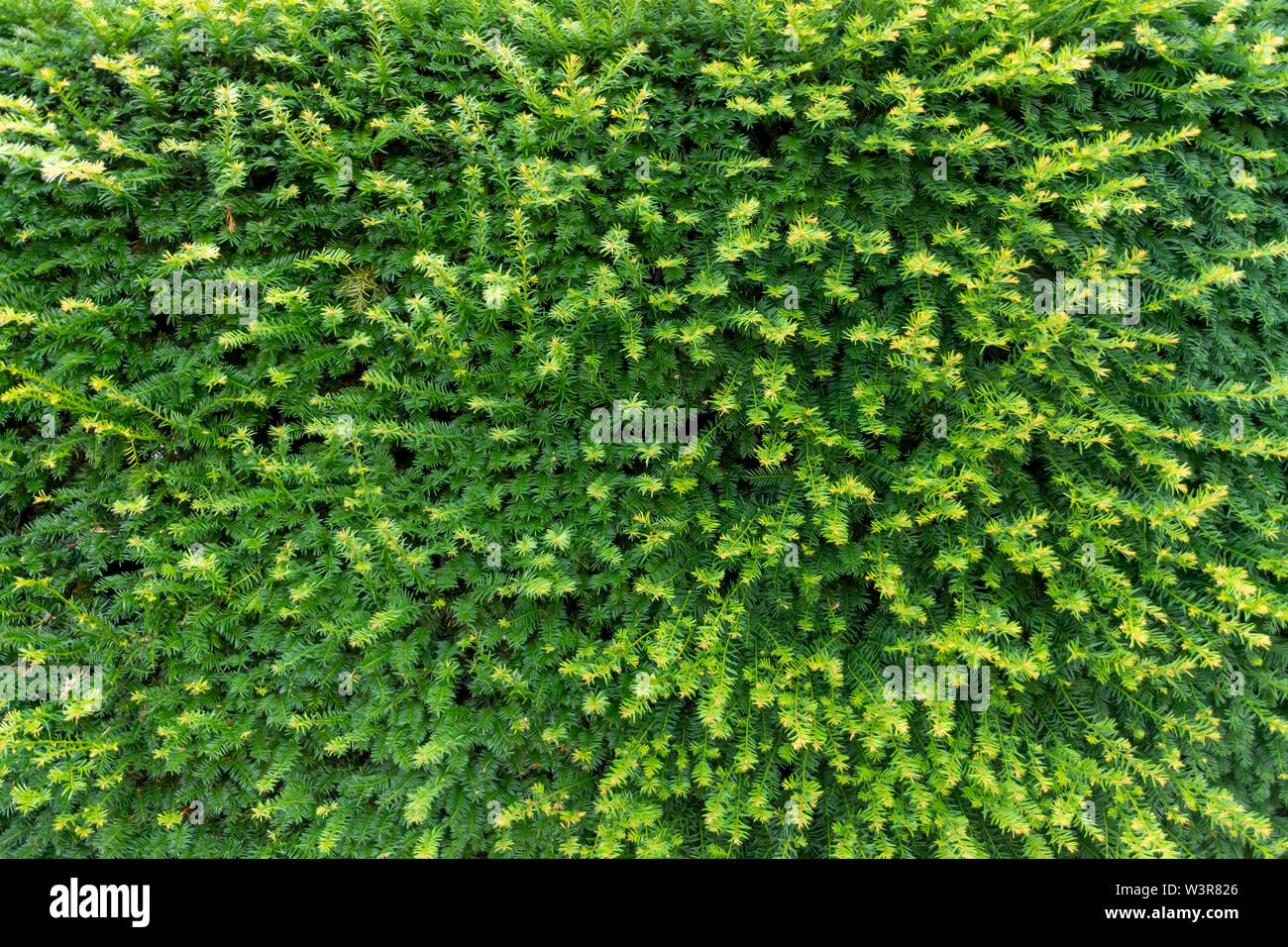 Green leaves wall texture for backdrop Stock Photo