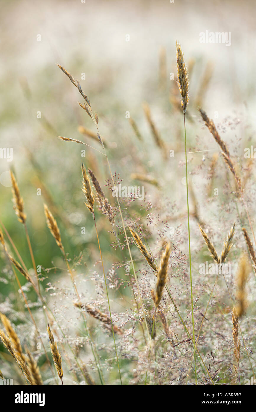 Tall grasses in a summer meadow. Stock Photo