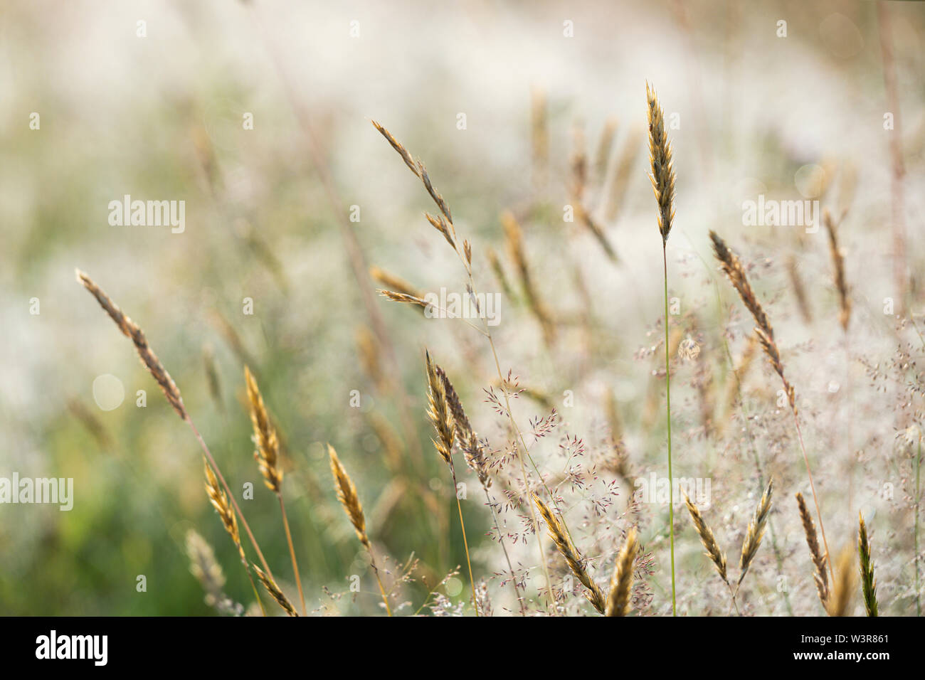 Tall grasses in a summer meadow Stock Photo - Alamy