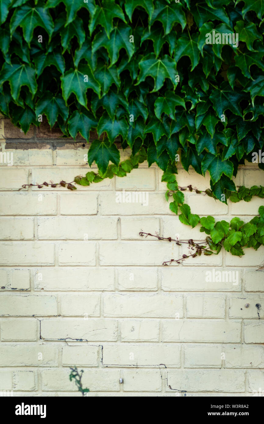 White brick wall ivy hires stock photography and images Alamy