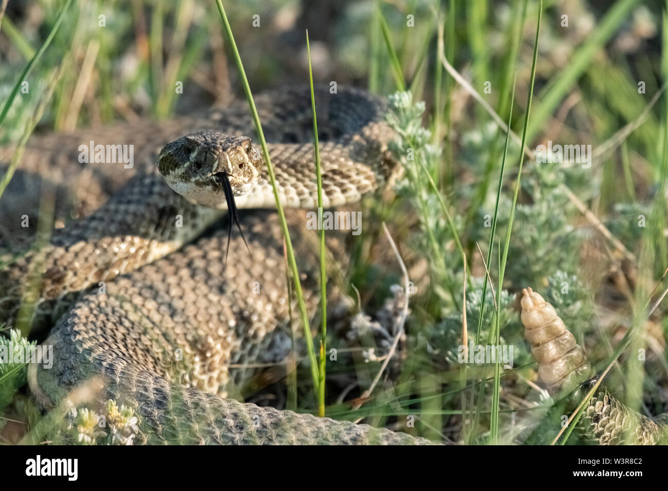 Prairie rattlesnake bite hires stock photography and images Alamy